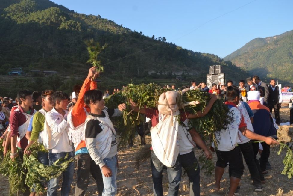 यसरी मनाइयो ‘सिस्नो खोस्ने’ पर्व